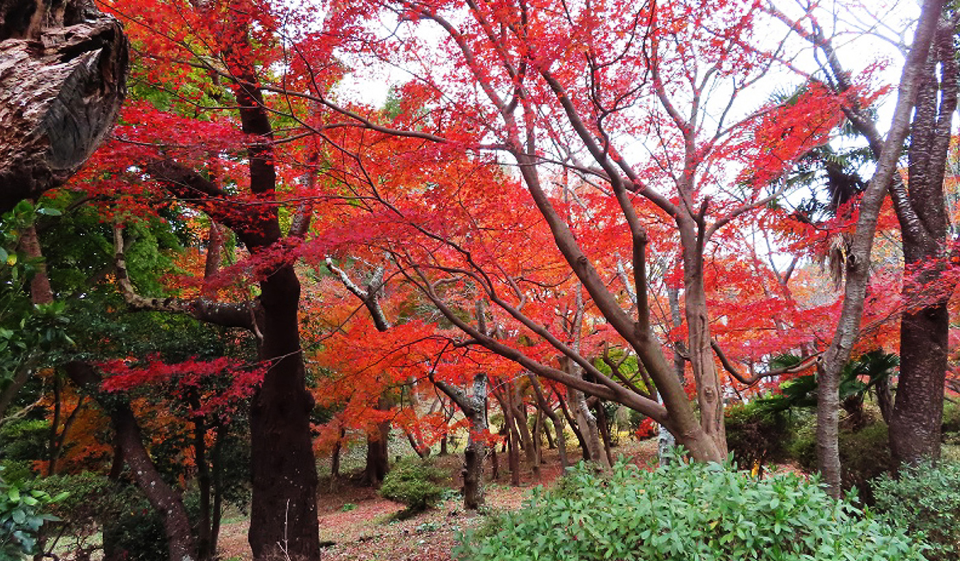 衣笠山の紅葉