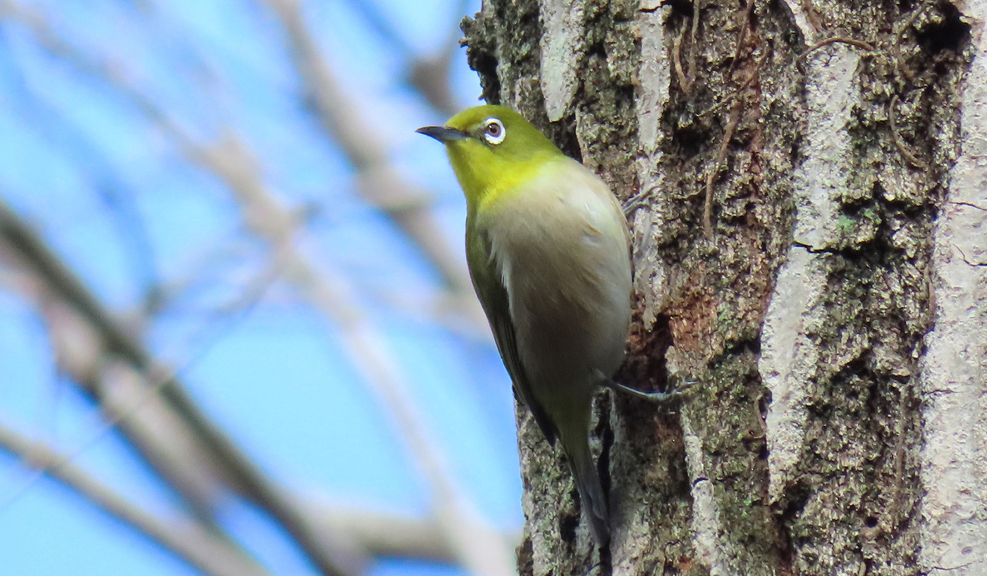 衣笠山の野鳥メジロ