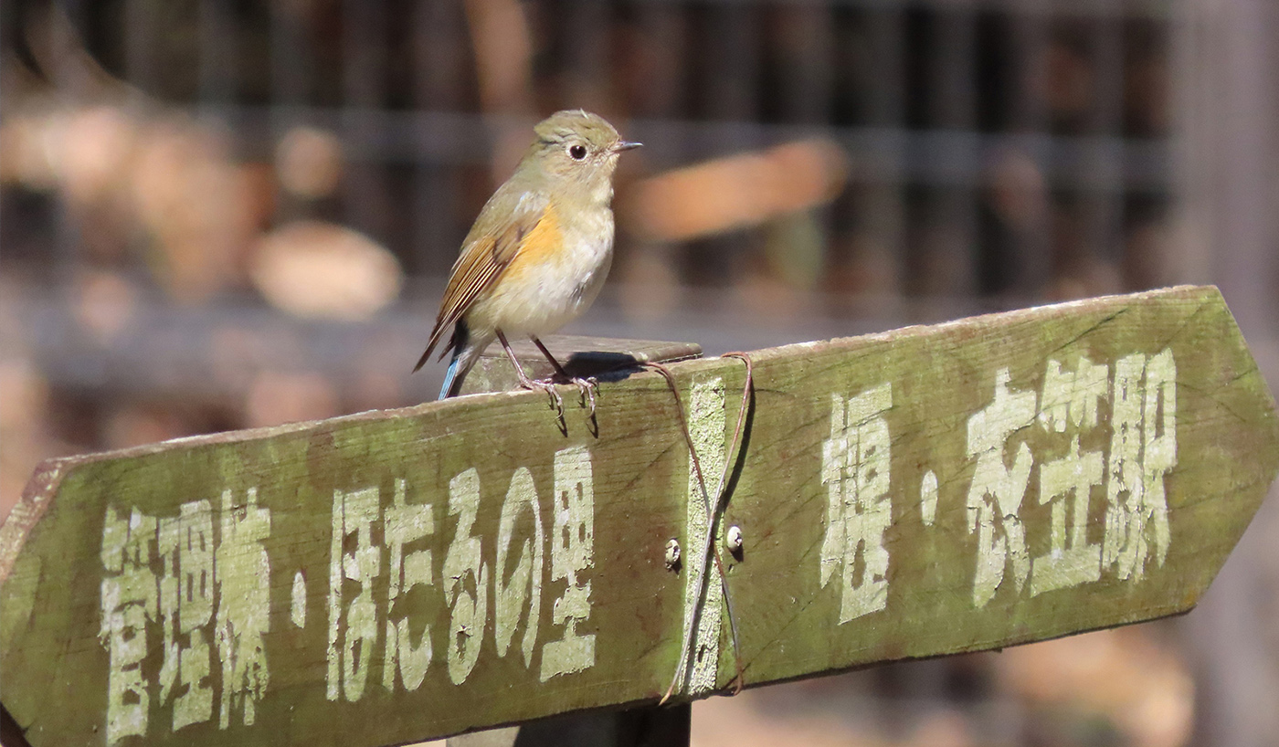 案内標識に止まるルリビタキ